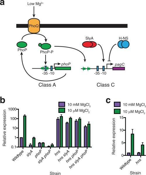 Genetic Analysis Of PhoP-regulated Circuits(a) PhoP Is | Open-i