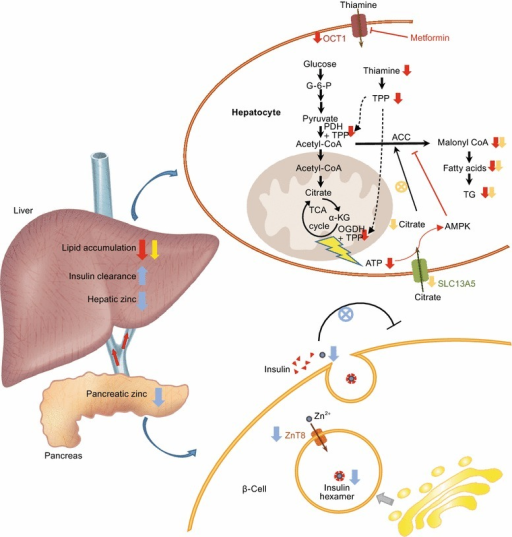 Cartoon illustration of the physiological roles and the | Open-i