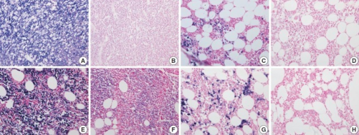 The Quality Of Rna Is Compared In Kappa Light Chain A Open I The Quality Of Rna Is Compared In Kappa Light Chain A D And