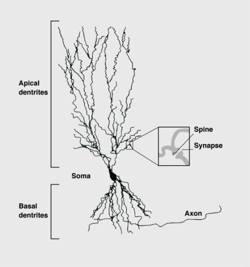 Schematic drawing of a CA3 pyramidal neuron plus its de | Open-i