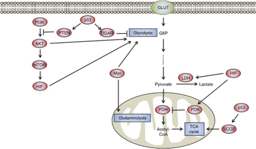 Metabolism of cancer cells is regulated by signaling pa | Open-i