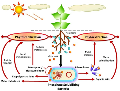 an example of phosphate solubilizing symbiotic association is