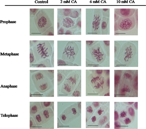 Phases of mitosis in control and 1-day CA-treated root | Open-i