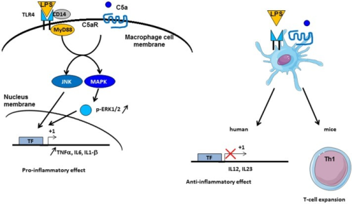 Crosstalk between complement and TLR pathways. C5a/C5aR | Open-i