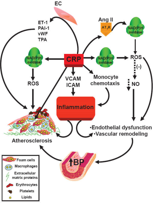 Scheme Of C Reactive Protein Induced Inflammation Abbre Open I