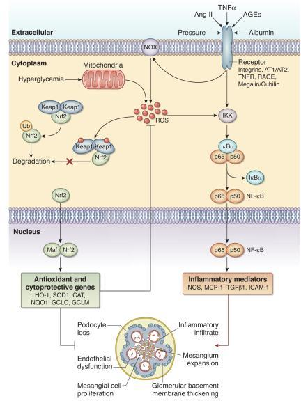 Nrf2 inhibits reactive oxygen species and inflammatory | Open-i