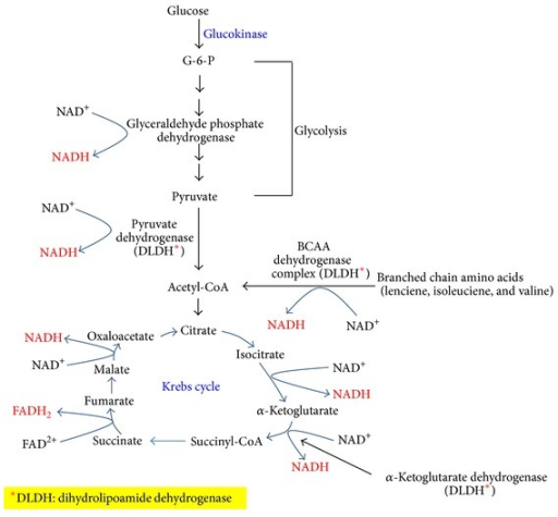 The conventional pathways that generate NADH by breakin | Open-i