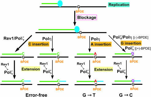 Mechanistic Models For Translesion Synthesis Of The (+) | Open-i