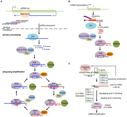 piRNA pathway and 21U-RNA pathway. (A) Primary piRNA pr | Open-i