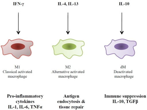 Il 4 anti inflammatory cytokine