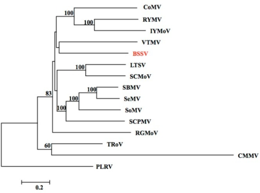 a phylogenetic dendrogram based
