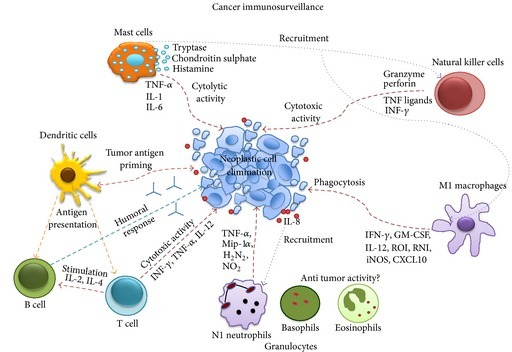 Cancer immunosurveillance activity. Each immune cell fu | Open-i