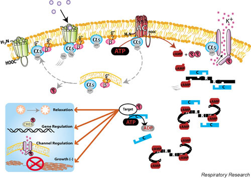 Gs-coupled receptor signaling in airway smooth muscle. | Open-i