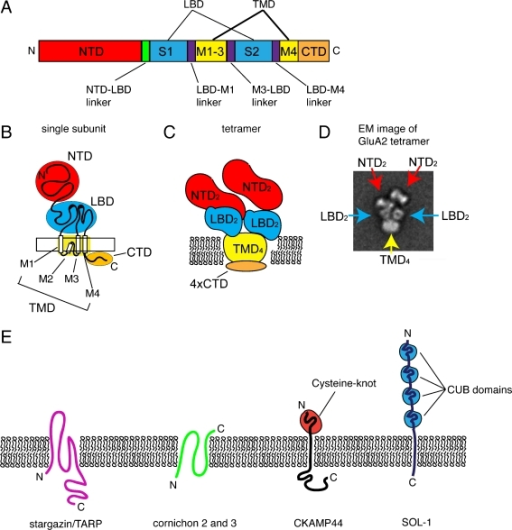 AMPA-R and auxiliary subunits. a Primary structure of a | Open-i