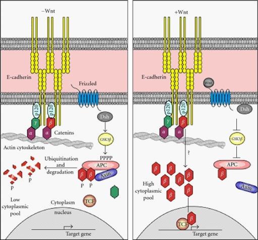 E-cadherin/β-catenin complex in epithelial cell-cell a | Open-i