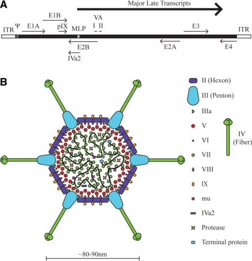 Schematic Of The Adenovirus Genome And Virion A A Si Open I