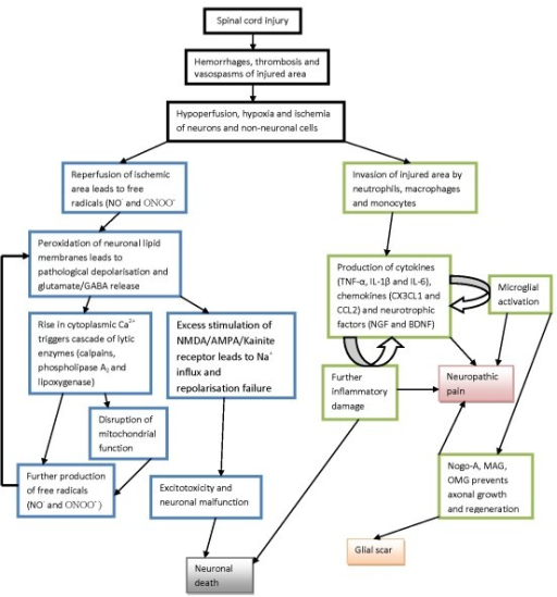 A simplified flowchart of pathological events after spi | Open-i