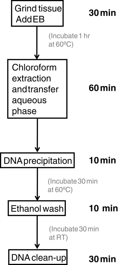 Flowchart Of Five Major Steps Of The DNA Extraction Met | Open-i