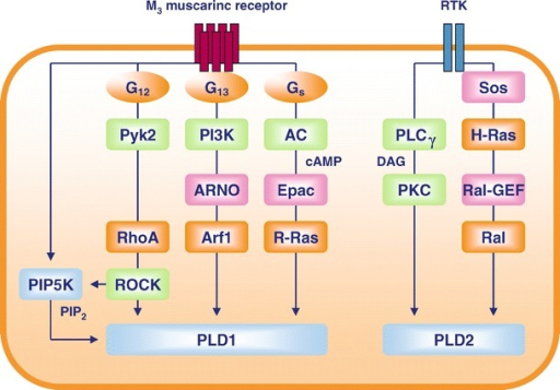 Regulation of PLD by the M3 muscarinic receptor and rec | Open-i