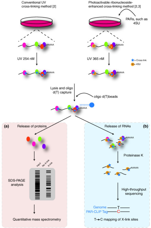 dentification of the mRNA interactome. RNA-binding prot | Open-i