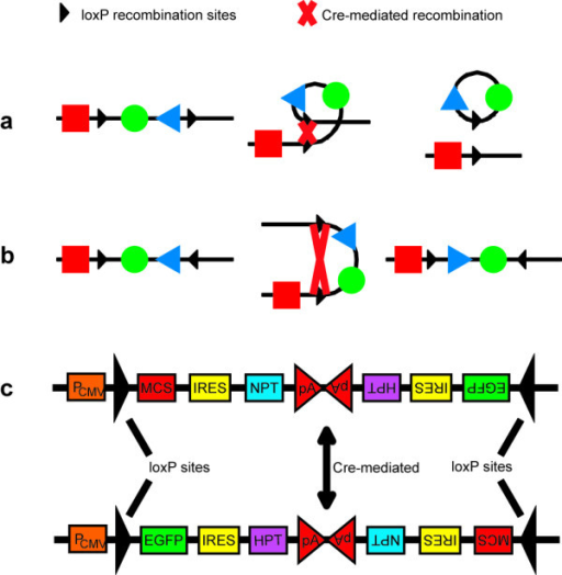 Schematic of the binary expression vector. a. In one ap | Open-i