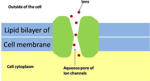 A Simplified Illustration Of Bacterial Cell Membrane Wi | Open-i