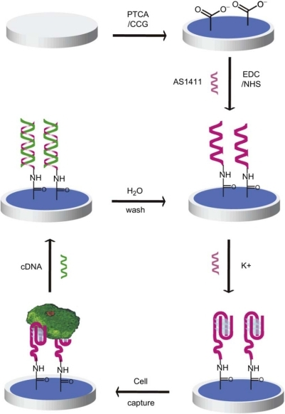 Schematic representation of the reusable aptamer/graphe | Open-i