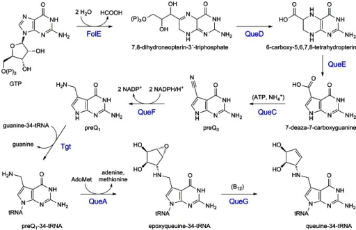 Biosynthesis of the modified tRNA base queuine.Substrat | Open-i