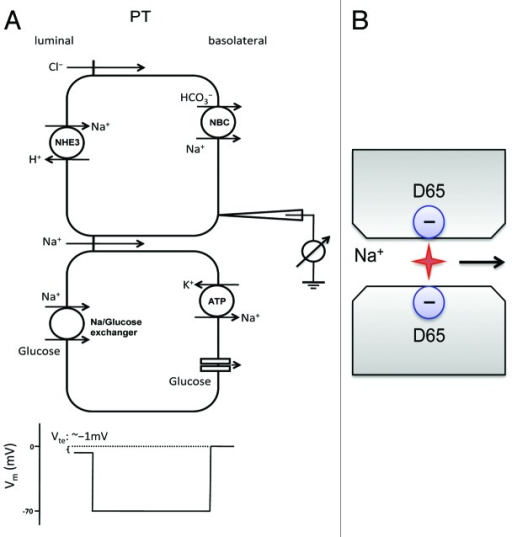 Figure 3. Na+ transport mechanism in the proximal tubu | Open-i