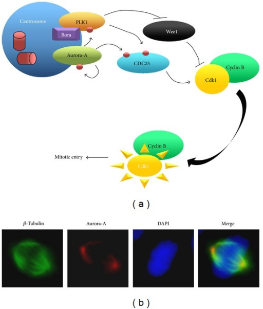 (a) Schematic Representation Of The Pathway Induced By | Open-i