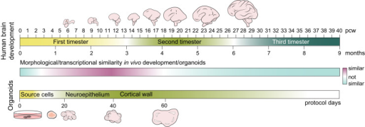 Timeline of human brain development. A timeline showing | Open-i