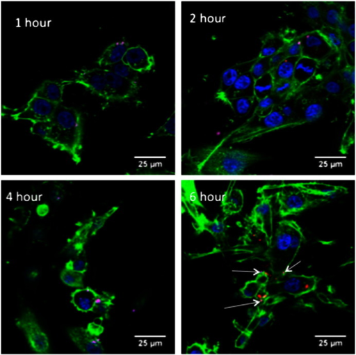 snapgene confocal microscopy snapgene confocal microscopy
