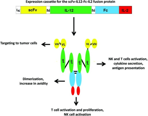 Figure 1. Second Generation Targeted Immunotherapy Tak | Open-i