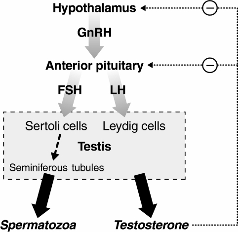 The hypothalamic–pituitary–gonadal axis in men. GnR | Open-i