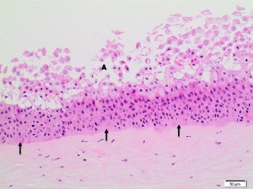 Bovine Cornea Treated With Ag Nm 300 K 10x He Stain Open I Bovine Cornea Treated With Ag Nm 300 K 10x He Stain Open I