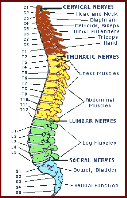 The spinal column and the essential muscles and somatic | Open-i