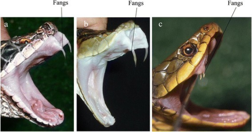 Locations of fangs in mamushi, habu, and yamakagashi sn | Open-i