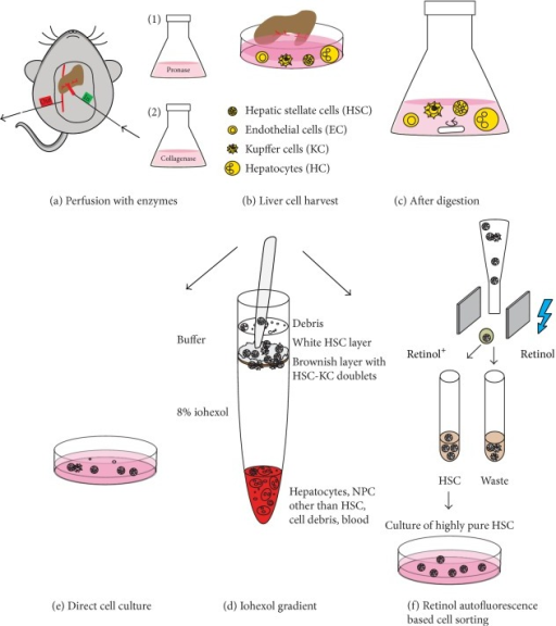 Optimization of the isolation of primary hepatic stella | Open-i