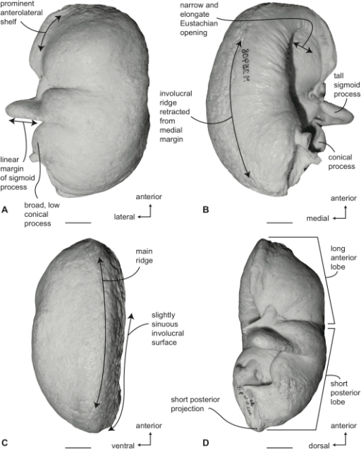 Left (reversed) tympanic bulla of Balaenoptera borealis | Open-i