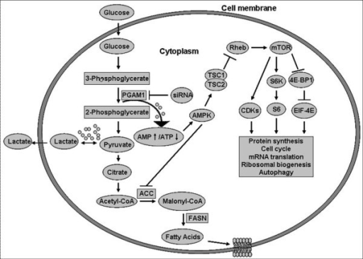 A Model Of Glycolysis Illustrating The Possible Involve Open I 2942