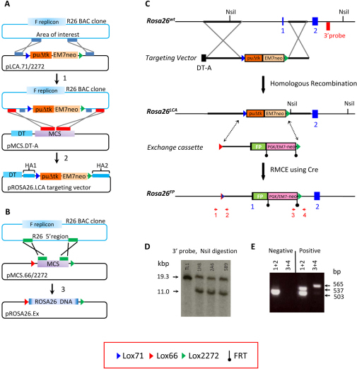 BAC recombineering, gene targeting and RMCE strategies. | Open-i