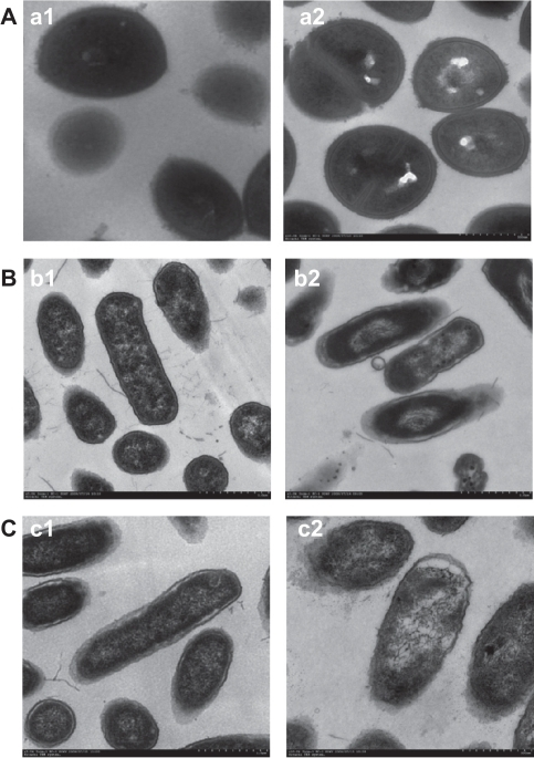 Morphology And Structure Of Bacterial Cells Under Trans Open I