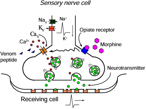 Schematic Figure Of The Presynaptic Nerve Terminal. Cal | Open-i