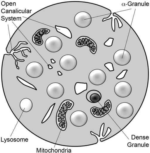 Schematic diagram of platelet. The platelet is a 2–3 | Open-i