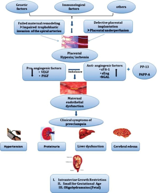 Pathophysiology Of Preeclampsia In Flow Chart