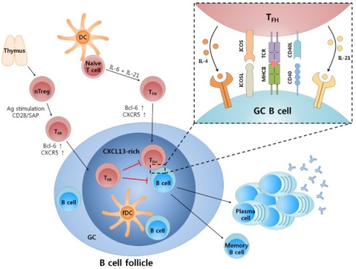 Germinal Center Reaction Controlled By Tfh And Tfr Cells Naïve T Cells