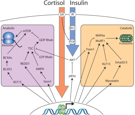 Cortisol and insulin signaling interact to modulate the | Open-i