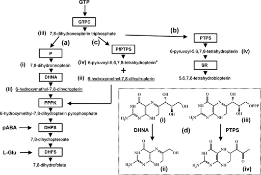 The conventional folate (a) and biopterin (b) biosynthe | Open-i