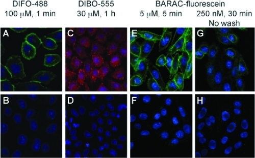 Cyclooctyne Fluorophoreconjugates Label Cells In An Azi Open I