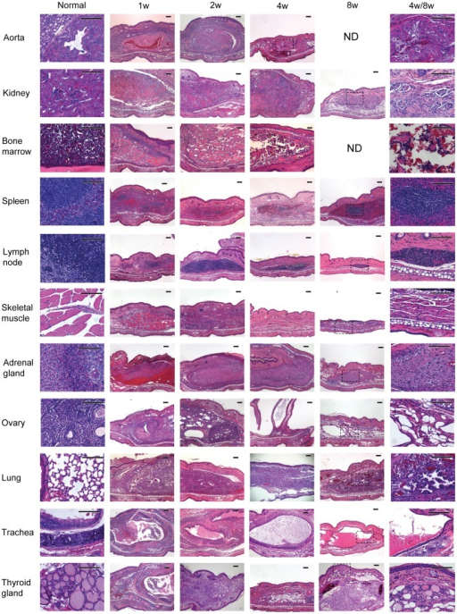 Histological analysis of adult tissues transplanted int Openi